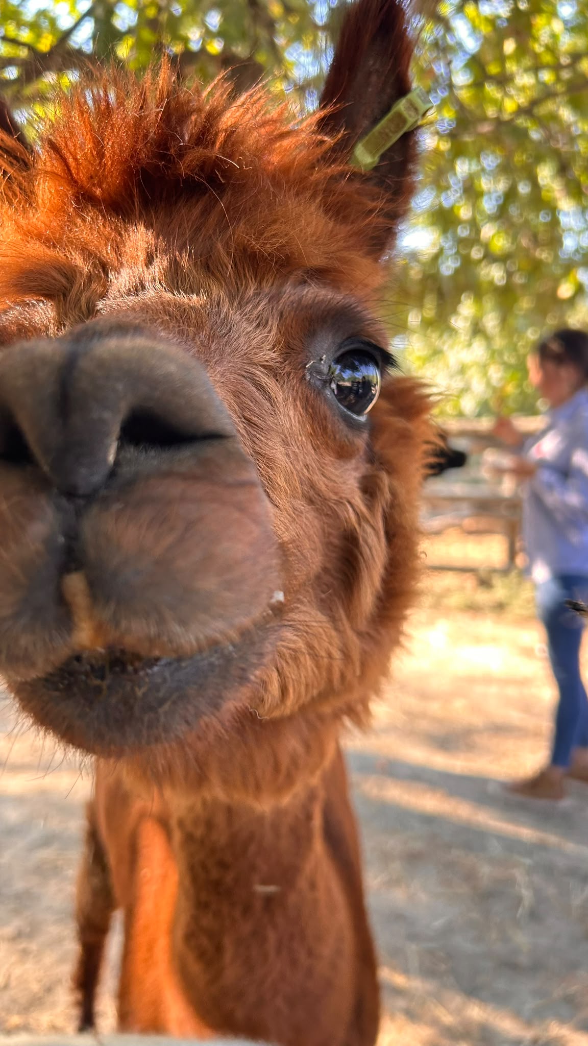 Passeggiate con gli alpaca a Milano